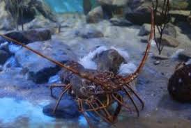 Non sembrano esserci particolari motivi per confondere questi due crostacei, che appartengono a due famiglie diverse e hanno (almeno) quattro evidenti peculiarità distintive: Differenza Tra Aragosta E Astice Qual E La Differenza Tra