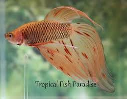 At first i had no idea what i was doing but now. Lovely Orange Red Spotted Dalmatian Import Male Veiltail Betta Fish V1 Ebay