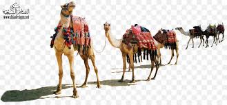 Sand up the nose can be a problem, but not for camels. Train Cartoon Png Download 1579 726 Free Transparent Dromedary Png Download Cleanpng Kisspng