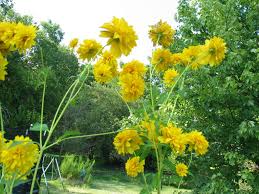 The tall purple perennial flowers produced on these plants are real standouts in the garden. Yellow Wildflower