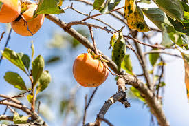 Image result for Manilkara kauki