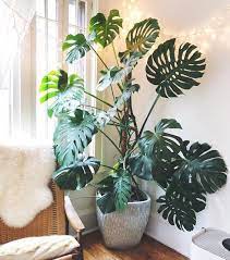 woonkamer monstera kamerplant decor slaapkamer planten plantenstaander