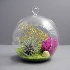 Other ingredients of interest in this diy air plant terrarium from. Create A Unique Air Plant Terrarium Interior Design Ideas Avso Org
