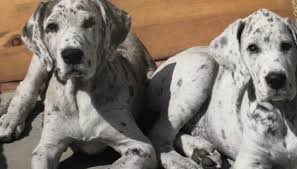 Here are some from nearby areas. Great Danes For Rehoming Home Facebook