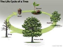 Texas A M Forest Service Trees Of Texas How Trees Grow Tree Life Cycle Growing Tree Tree Service