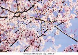 Select from premium pastel pink of the highest quality. Beautiful Plum Blossoms In Spring Plum Trees With Fresh Pastel Pink Flowers In Bloom Close Up Floral Background Canstock