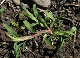 Image result for Chloris pycnothrix