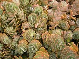 Image result for Kalanchoe fedtschenkoi