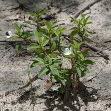 Image result for Barleria lugardii