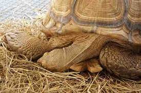 Is My Tortoise Dead Or Hibernating Here S How To Tell Tortoise Owner