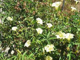 Image result for Merremia quinquefolia