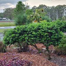 Image result for Carissa praetermissa