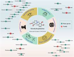 Image result for Annickia ambigua
