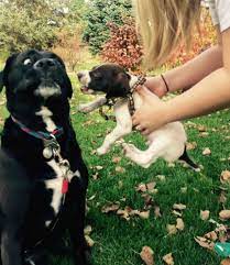 What Is It About Puppies That Turns Your Dog Into A Grumpy Bully Bark Post