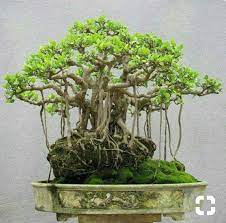 Cani volanti) explicit l'universo adesso (feat. Mi Piacerebbe Anche A Me Scoprire Come Fare Ad Avere Le Radici Volanti Banyan Tree Bonsai Bonsai Ficus Bonsai Forest