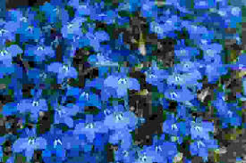 I fiori di malva sono particolarmente utilizzati per miscele di tè e infusi. I Fiori Azzurri Piu Belli Da Conoscere Per Tutte Le Stagioni