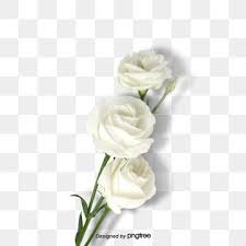 White Flower Plant Rose Element Illustration Plant Png Transparent Clipart Image And Psd File For Free Download Flower Line Drawings Rose Flower Png White Rose Flower