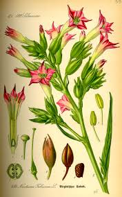 Image result for Nicotiana tabacum