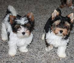 Visit our available puppies for sale at petland monroeville located in monroeville, pa! Heaven Sent Biewers Biewer Terrier Puppies Terrier Puppies Biewer Yorkie Puppies