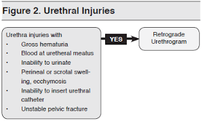 Image result for Genitourinary Trauma