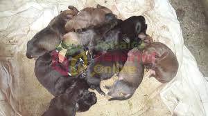 Home » dog breeds » rottweiler pitbull mix. Pitbull Mix Rottweiler Pitweiler For Sale In Morant Bay St Thomas Dogs