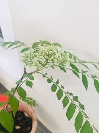 Mengenal ciri daun kari bibit pohon kari cara stek tanaman kari hace un año. Pokok Kari Tumbuh Subur Dan Berbunga Selepas Disiram Air Basuhan Beras Blog Cik Matahariku