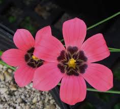 Image result for Romulea camerooniana
