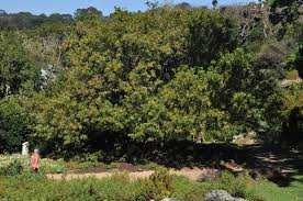 Image result for Faurea discolor