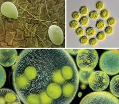 We did not find results for: The Momentous Transition To Multicellular Life May Not Have Been So Hard After All Science Aaas