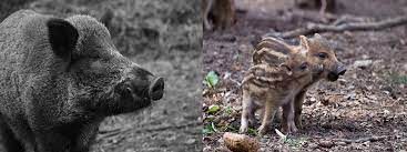Contact your local nader's pest raiders in florida to get the best pest control for your home or business. Wild Boar Production Meat Quality Traits And Derived Products Springerlink