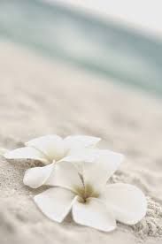 Photozzofworld White Plumeria Summer Wallpaper Beach Wallpaper Pretty Wallpapers