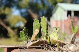 They begin with the letter a. How To Kill Cactus In 2021 Manually And Chemically A Nest With A Yard