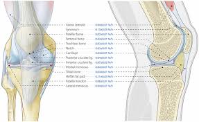 The annulus of zinn, also known as the common tendinous ring or the annular tendon, encompasses the optic nerve of the eye. Protein Synthesis Rates Of Muscle Tendon Ligament Cartilage And Bone Tissue In Vivo In Humans