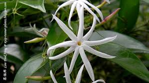 Image result for Jasminum breviflorum