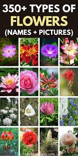 Check spelling or type a new query. 350 Different Types Of Flowers With Names And Pictures A Z