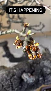 Image result for Gymnosporia pubescens