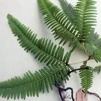 Image result for Blotiella currorii