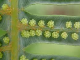 Image result for Pteris linearis