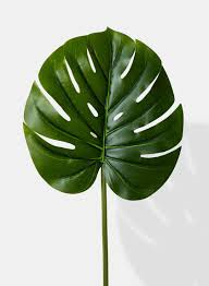 26in Real Touch Monstera Leaf Leaf Photography Monstera Leaf Monstera