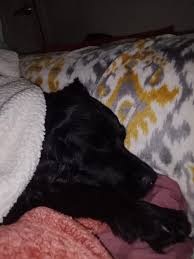 So lately Reagan has decided that at 9 pm sharp Daddy must put her to bed  and give head rub until she falls asleep 😅 she is demanding with her puppy  eyes