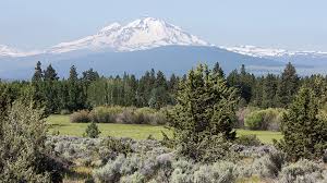 Maybe you would like to learn more about one of these? Central Oregon Shrub Guide Deschutes Land Trust