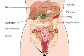 Maybe you would like to learn more about one of these? The Stomach S Not Connected To The Uterus But Some Kids And Lawmakers Might Really Think It Is Rewire News Group