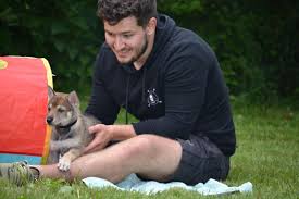 Try to avoid obesity as it is associated with difficulty whelping, increased birth defects in neonates, and stillbirths. Puppy Culture Miyax