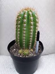 It is said that the blue colour is the result of an accumulation of hallucinatory substances. Couldn T Pass Up This Monster At Home Depot Trichocereus Hybrid Sun Goddess Cactus