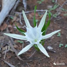 Image result for Pancratium tenuifolium