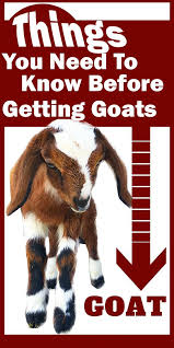Things You Need To Know Before Getting Goats Goat Farming Raising Goats Goat Care