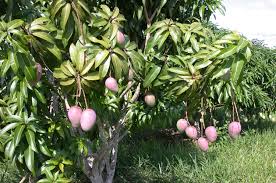 Image result for Mangifera