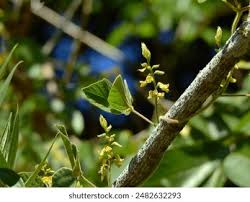Image result for Rhynchosia kilimandscharica