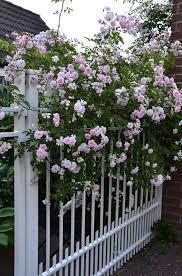 Was Fur Eine Augenweide Der Schneeweisse Zaun Im Garten Von Brigitte Bergschneider Mit Zartem Flor Der Kletterros Bahce Tasarim Fikirleri Bahce Bahce Tasarimi