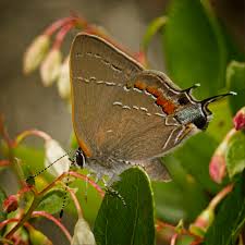 Image result for Satyrium carsonii